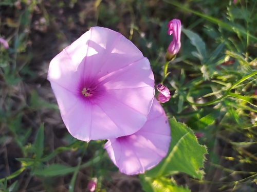 Mallow Bindweed