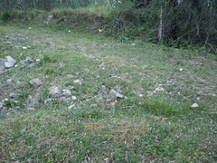 Scolopendra cingulata