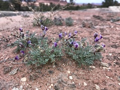 Astragalus desperatus
