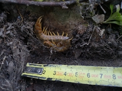 Scolopendra cingulata