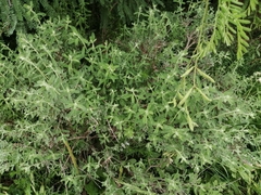 Buddleja scordioides