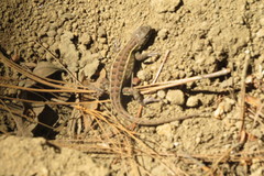 Sceloporus scalaris