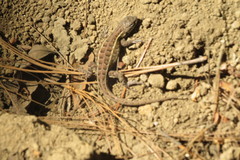 Sceloporus scalaris