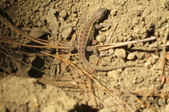 Sceloporus scalaris