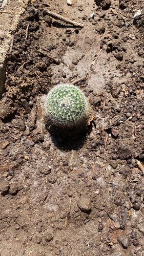 Benecke Fishhook Cactus (Mammillaria beneckei)