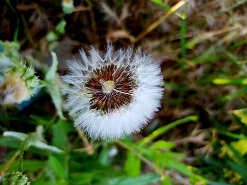 False Hawkbit