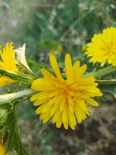 common golden thistle