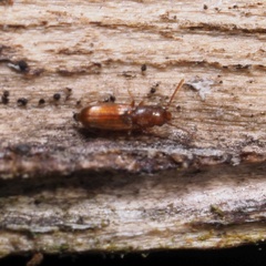 Cryptolestes duplicatus