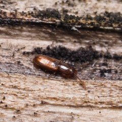 Cryptolestes duplicatus