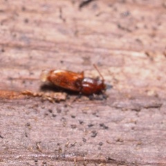 Cryptolestes duplicatus
