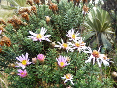 Diplostephium hartwegii