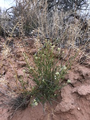Lepidium montanum