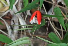 Adenia penangiana