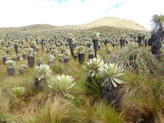 Espeletia pycnophylla