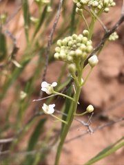 Lepidium montanum
