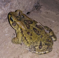 Sclerophrys garmani