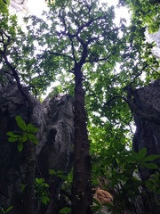 Ficus copiosa