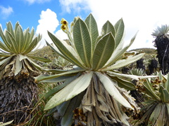 Espeletia pycnophylla