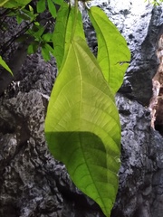Ficus copiosa