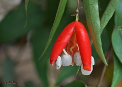 Adenia penangiana