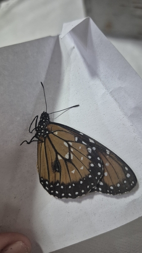 Danaus eresimus plexaure