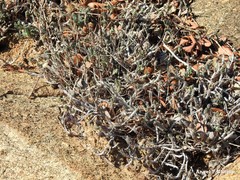 Petrosedum amplexicaule