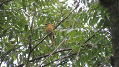 Pachyramphus castaneus