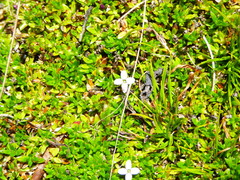 Arcytophyllum aristatum