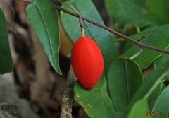 Adenia penangiana