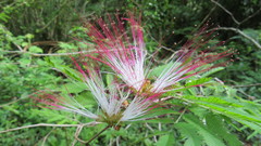 Calliandra foliolosa