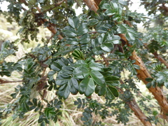 Polylepis reticulata