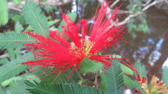 Calliandra tweediei