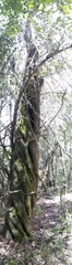 Olea europaea cuspidata