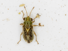 Germalus victoriae