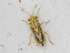 Germalus victoriae