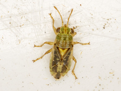 Germalus victoriae