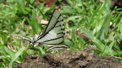 Protesilaus stenodesmus