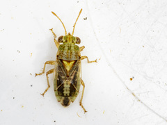 Germalus victoriae