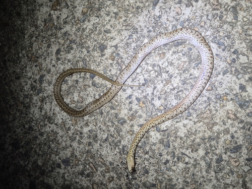 Steppe Ratsnake