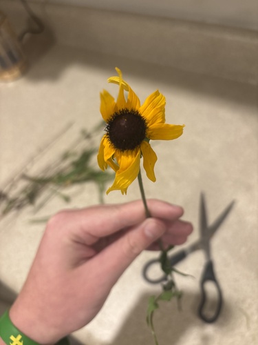 black-eyed Susan