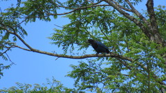 Cyanocorax caeruleus