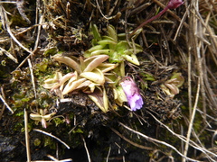 Pinguicula calyptrata