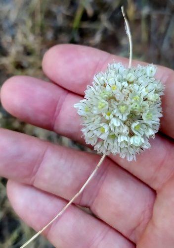 Allium antiatlanticum