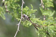 Epitheca petechialis