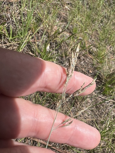 Eragrostis atrovirens iNat (2)