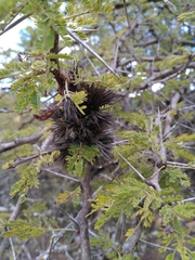 Vachellia abyssinica