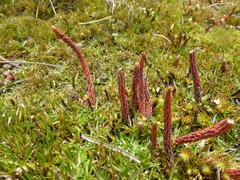 Phlegmariurus hypogaeus