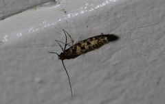 Lindera tessellatella