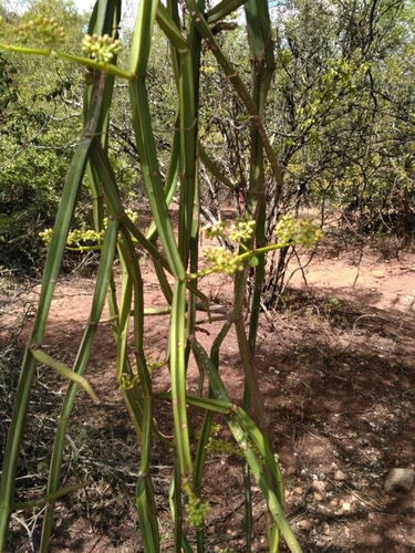 Single-stemmed Wild Grape