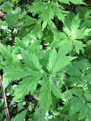 Hydrophyllum tenuipes